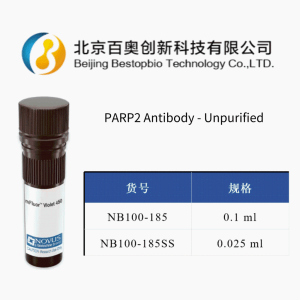 Novus PARP2兔多抗(NB100-185)現貨供應