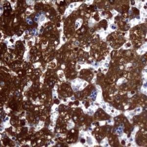 傲銳東源(OriGene)小鼠ALDH1L1抗體(UM500039/UM570039/UM500039CF)現貨供應
