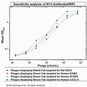 Anti-M13 Antibody (HRP), Mouse Monoclonal #（11973-MM05T-H）